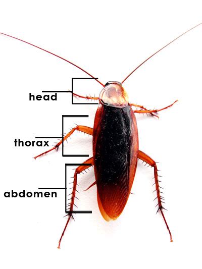 cockroach change skin|Cockroach Anatomy and Physiology .